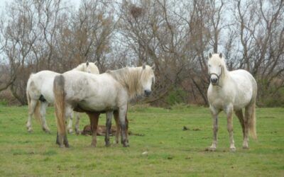 Le Cheval Camargue : le meilleur ami de l’Homme