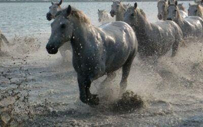 Le Cheval Camargue