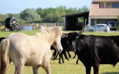 La polyarthrite et le lait de jument : le lien direct par les intestins