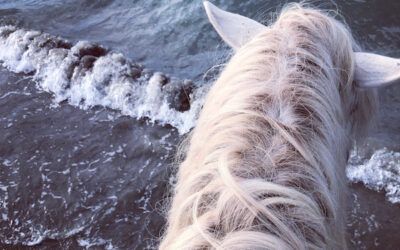 La naissance de la Camargue et son Cheval