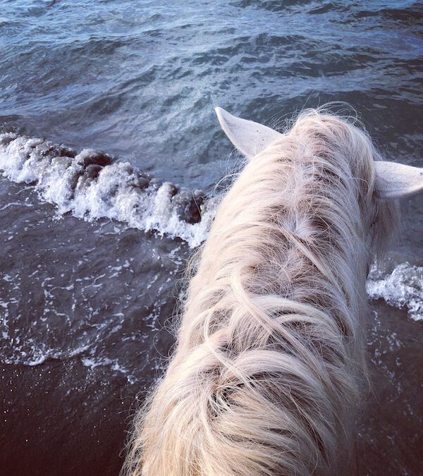 cheval a la mer