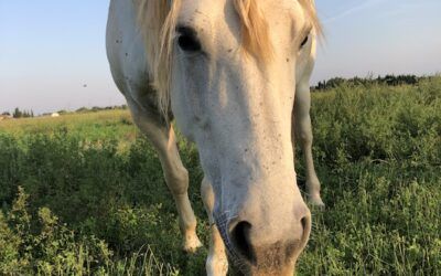 Moment de complicité et de confiance pour la beauté de nos chevaux