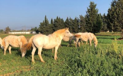 La santé de notre cheval par les plantes