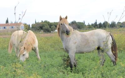 Les vacances à la ferme lait de jument de Camargue