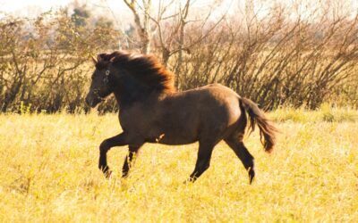 Recette de cuisine au lait de jument de Camargue