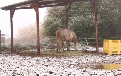 L’adaptation du cheval contre le froid