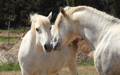 Cheval Camargue, notre Crin Blanc