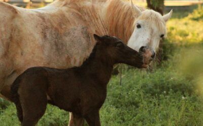 Vacances en Camargue