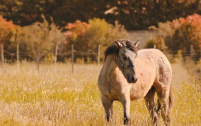 Juments Camargue