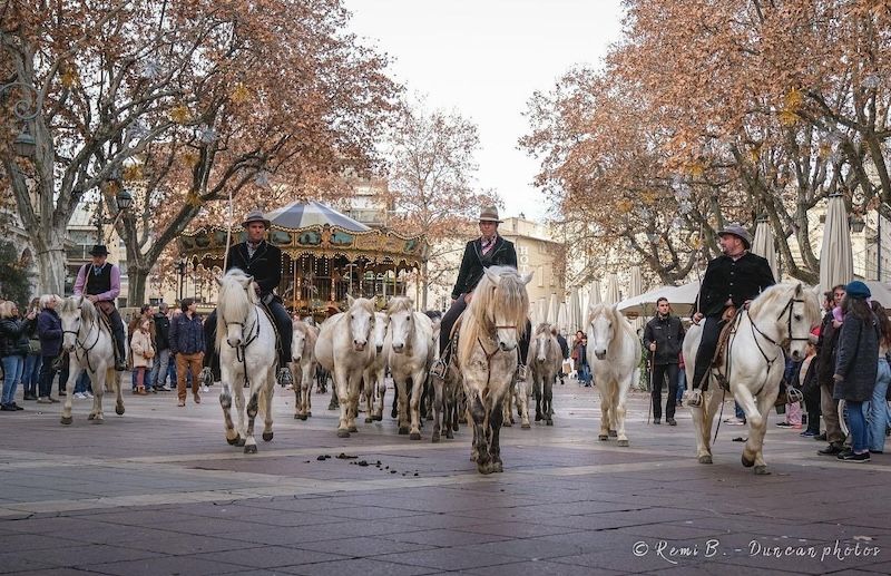 Manade de chevaux à Arles