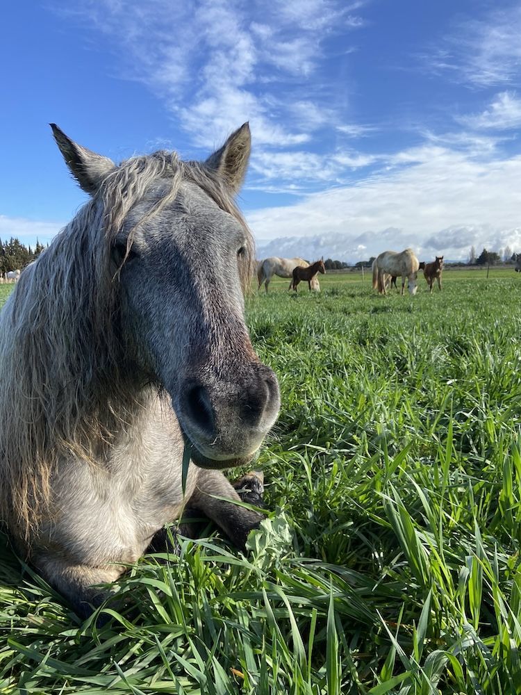 lait de jument pour les cheveux