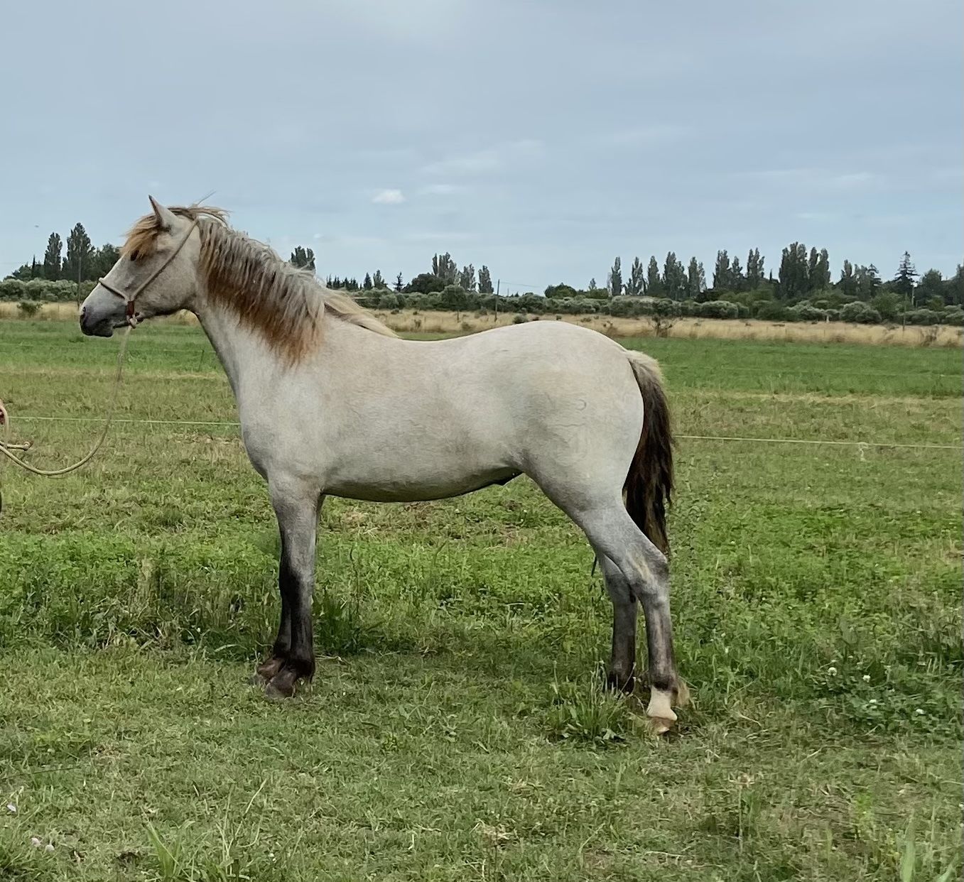 nutz des prairies