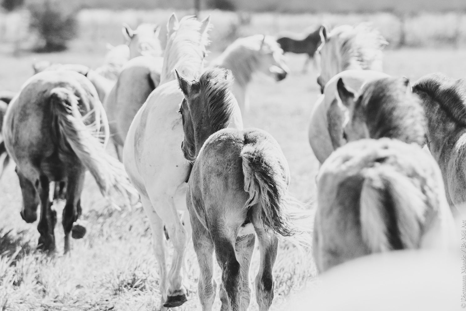 origine cheval camargue