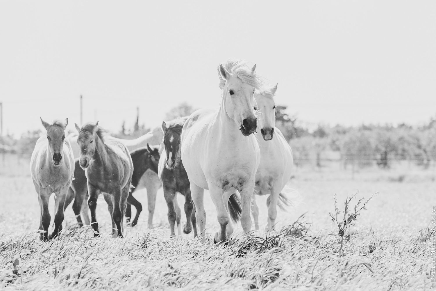 origine cheval camargue