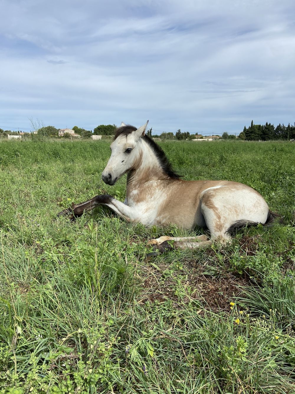 vente cheval camargue