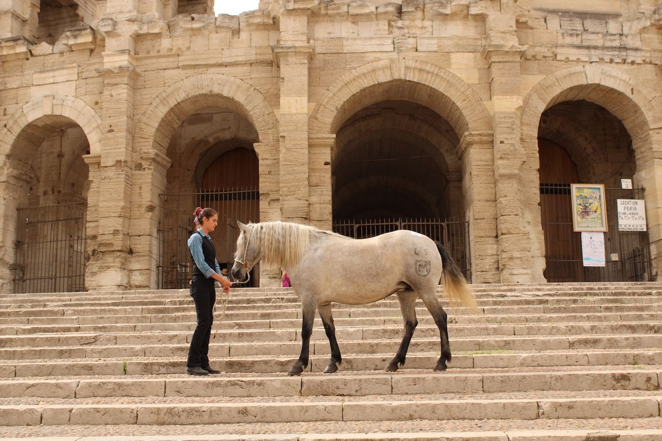 vente cheval camargue