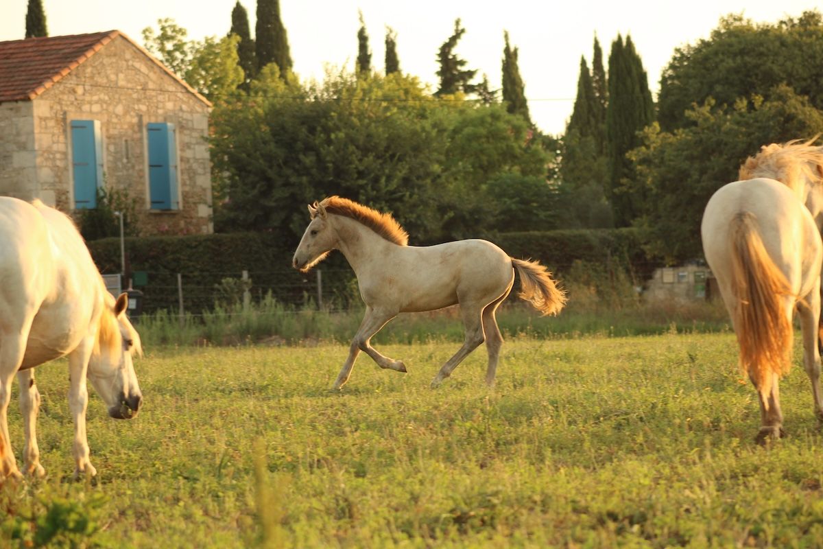 chevaux camargue à vendre