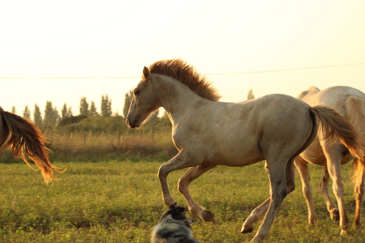 chevaux camargue à vendre