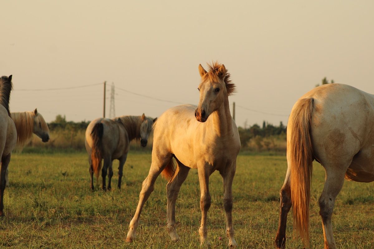 chevaux camargue à vendre