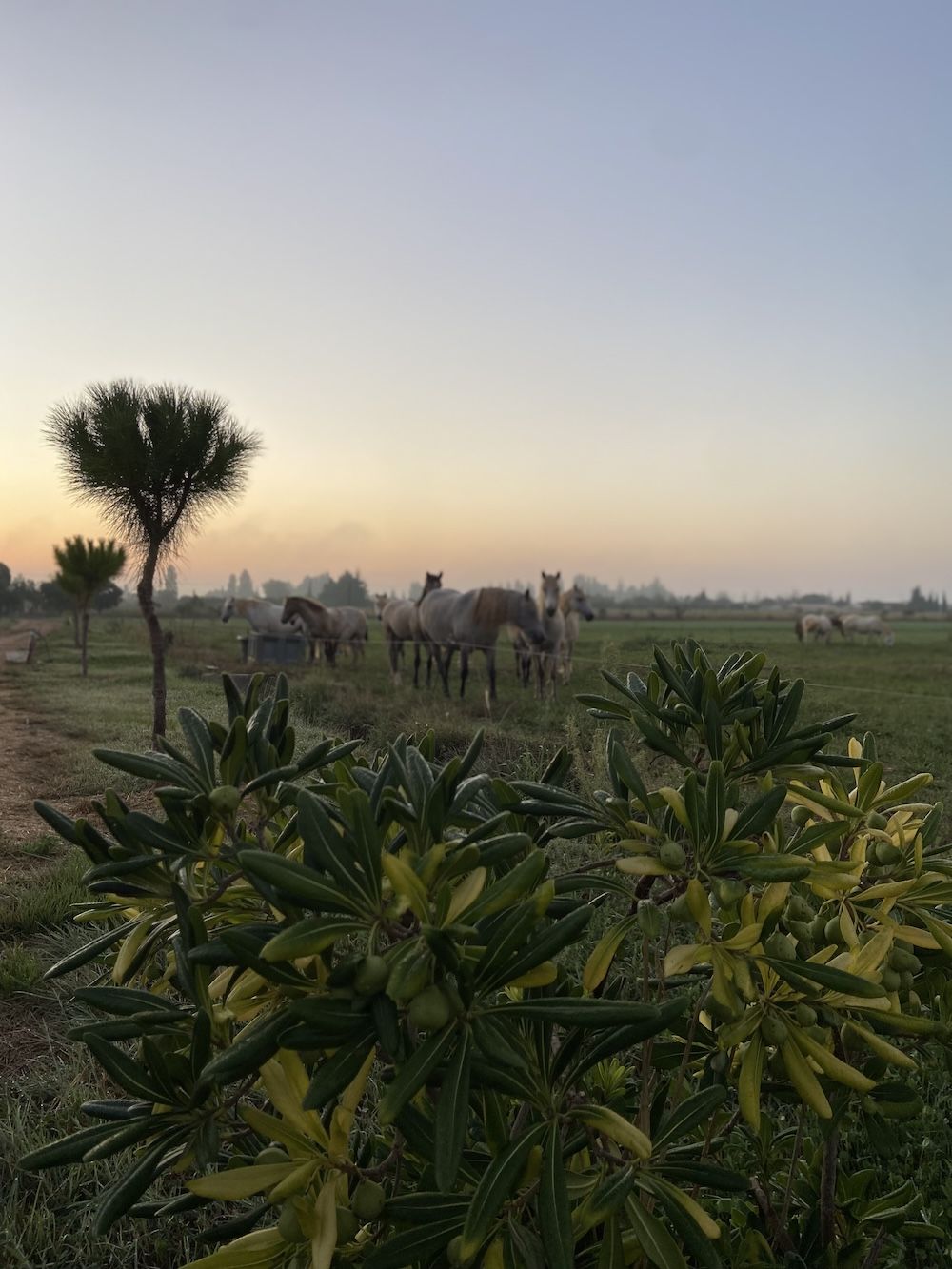 cheval camargue taille