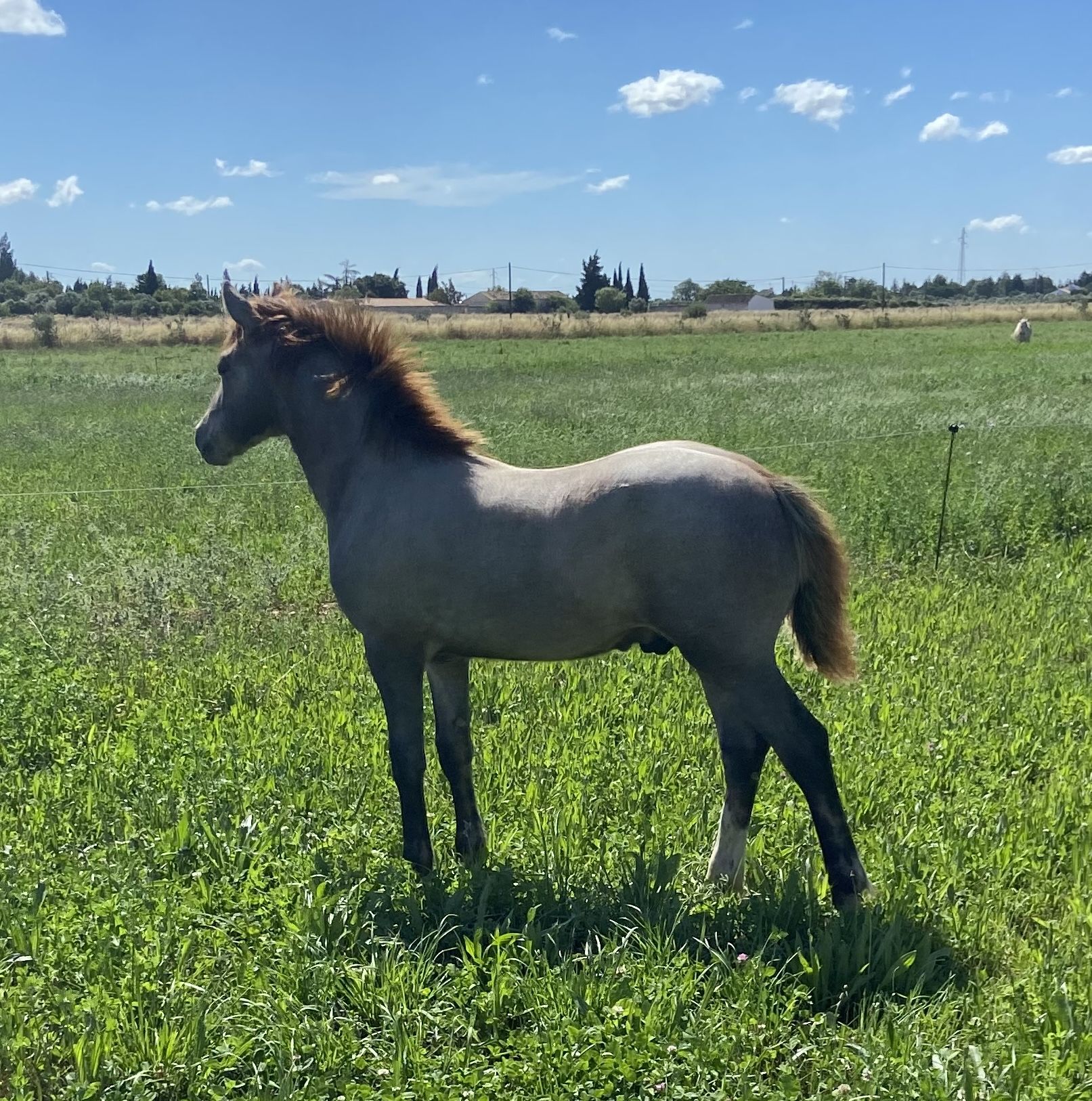 poulain camargue à vendre