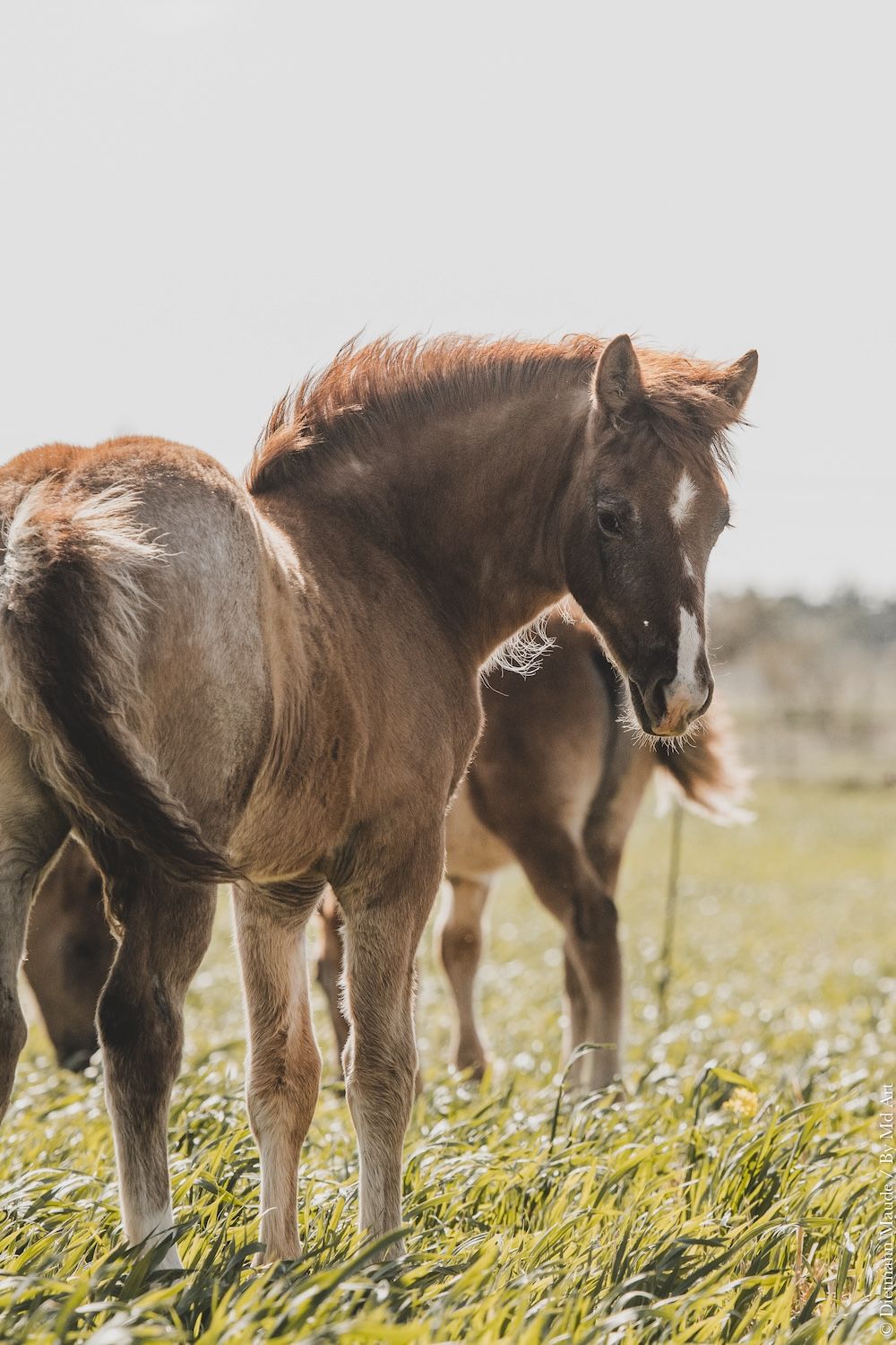 poulain camargue à vendre 1