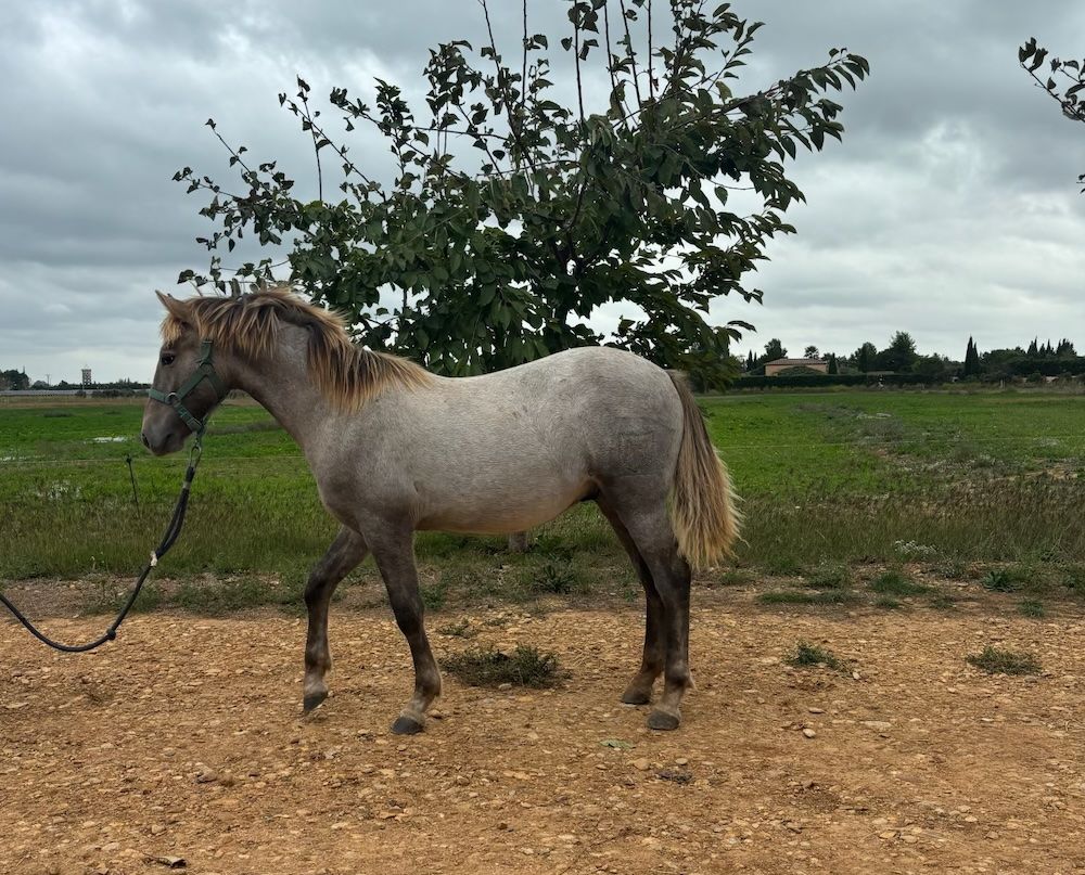 noel original en camargue