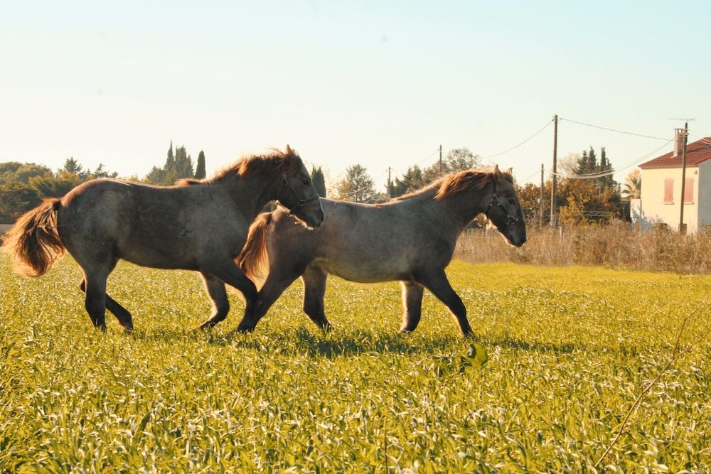 cadeau pour une cavalière