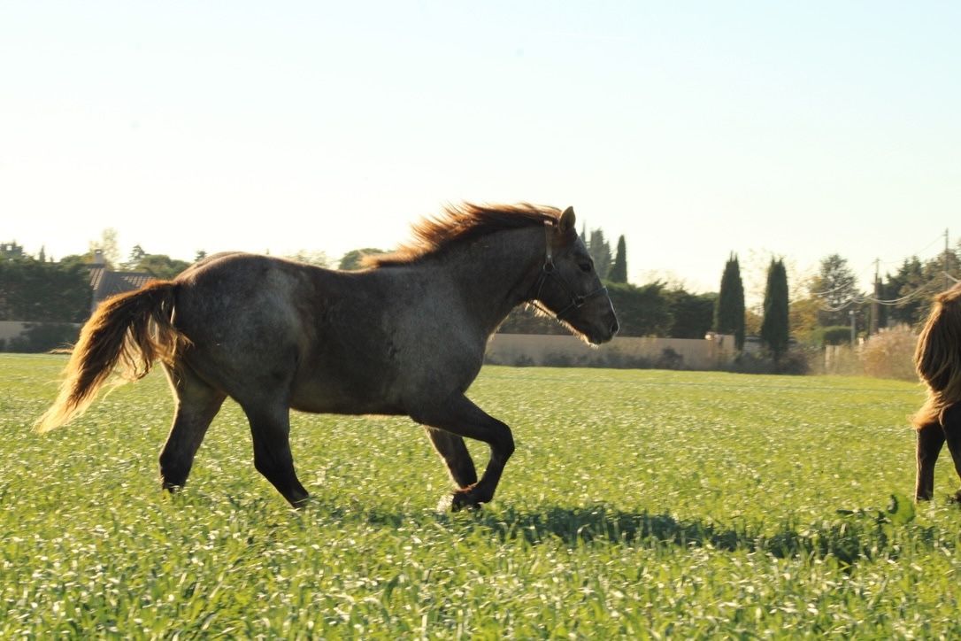 cadeau pour une cavalière