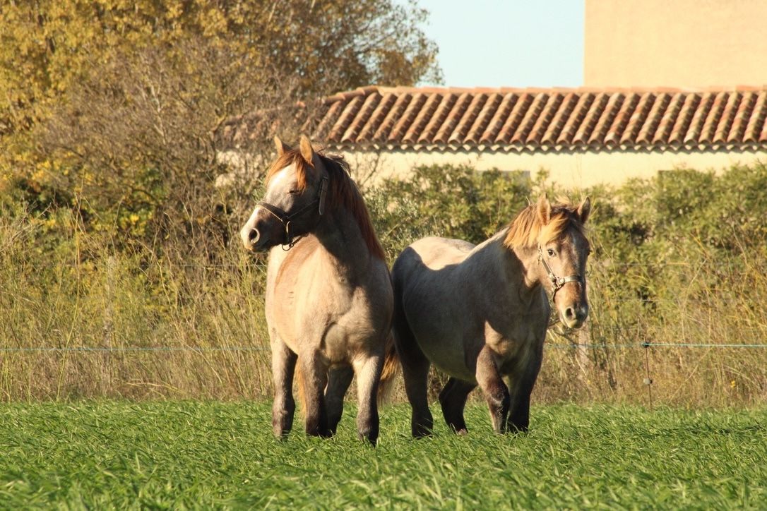 cadeau pour une cavalière