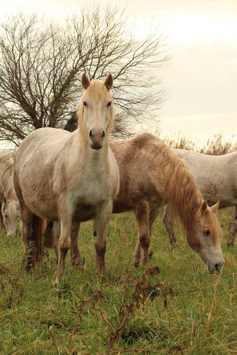 Eleveur chevaux camargue
