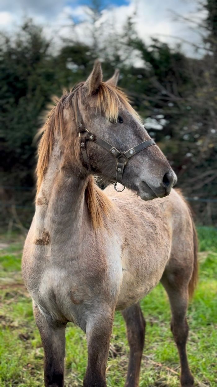 Eleveur chevaux camargue Eleveur chevaux camargue