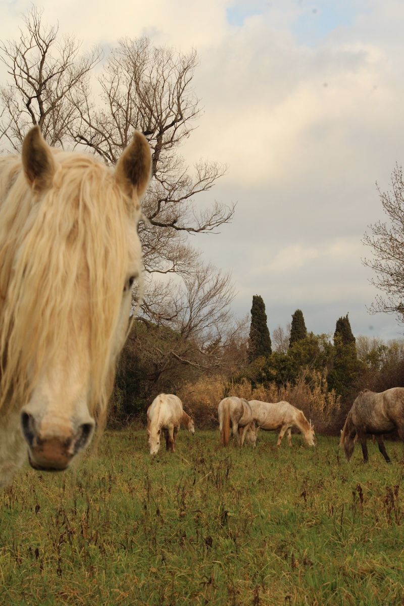 eleveur chevaux camargue
