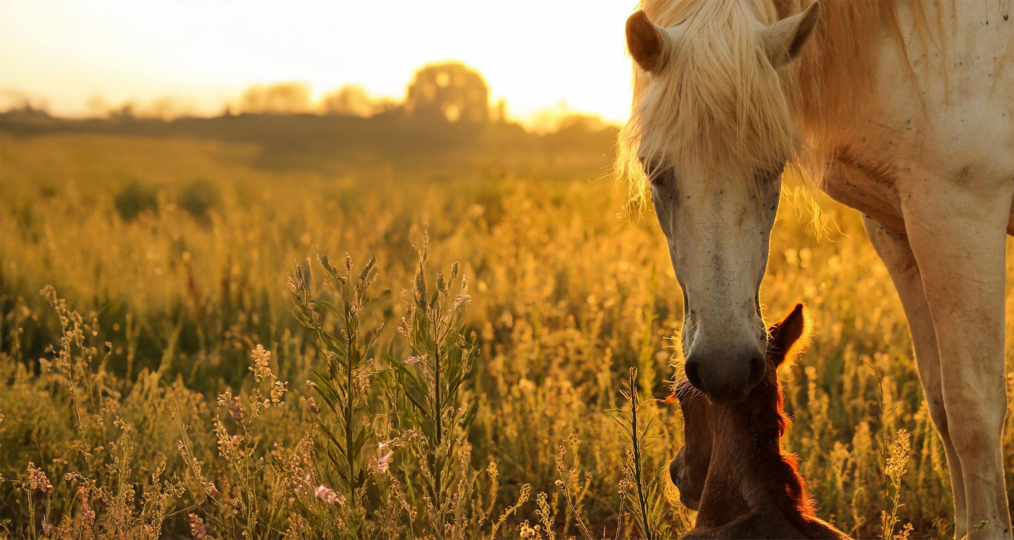 Lait-de-jument-background-avis-témoignages Jument poulain camargue