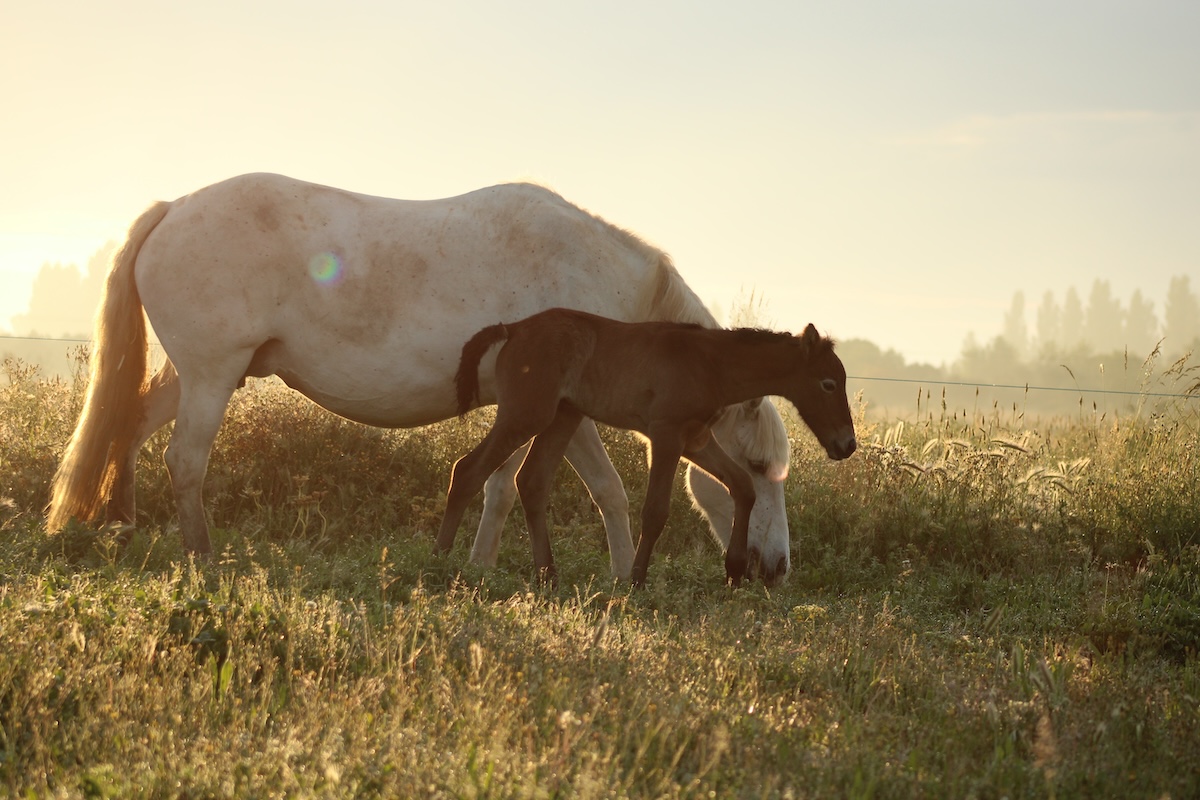 naissance poulain naissance poulain