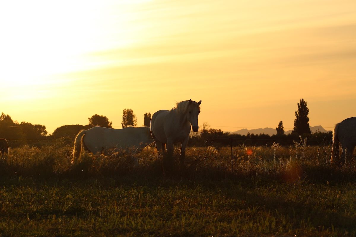 chevaux sauvage chevaux sauvage