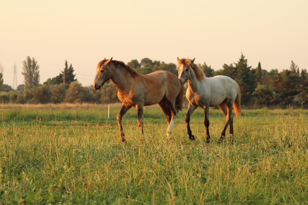 pouliche a vendre camargue pouliche a vendre