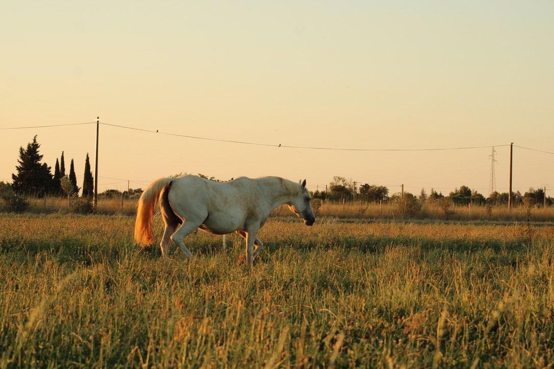 poupee des prairies 3 estelle de Mejanes