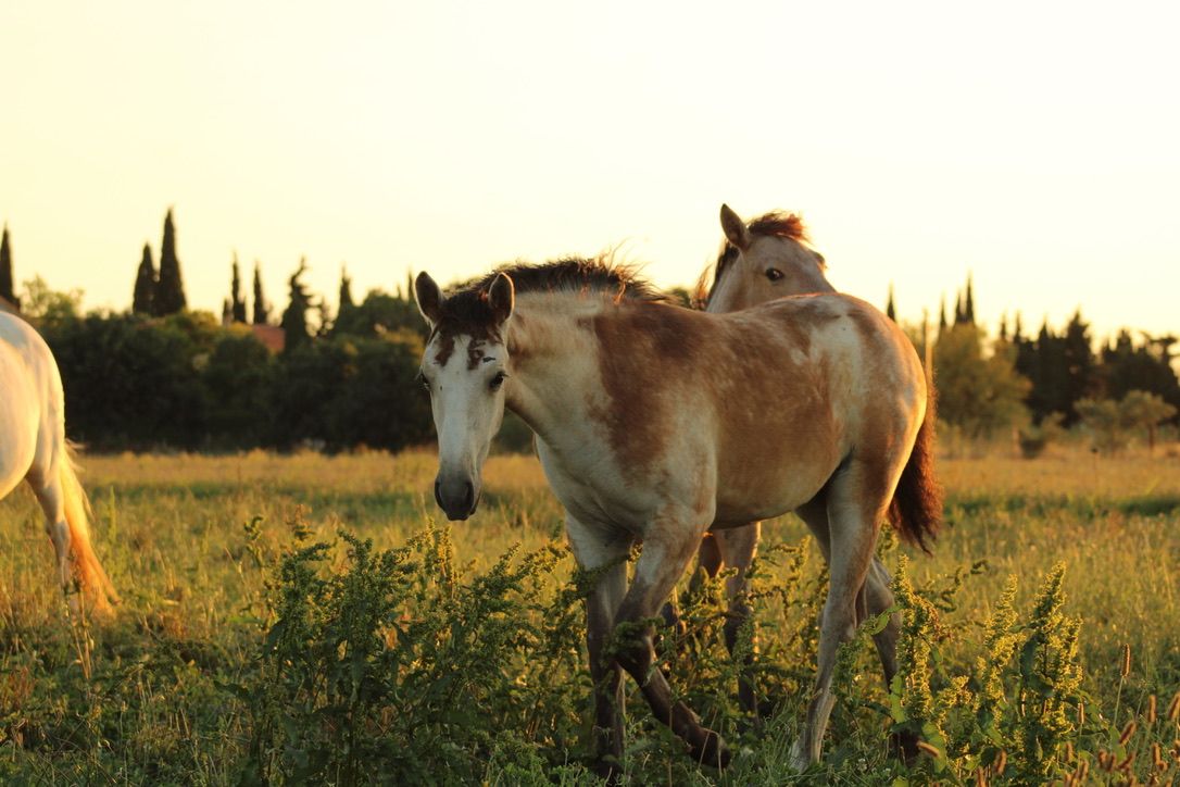 poupee des prairies 4 poupée des prairies