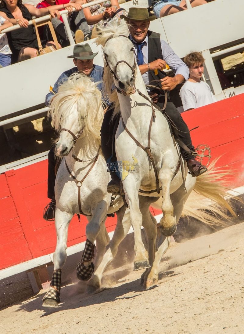 Chevaux Camargue lors du spectacle équestre 2025 – magie et authenticité Spectacle équestre 2025