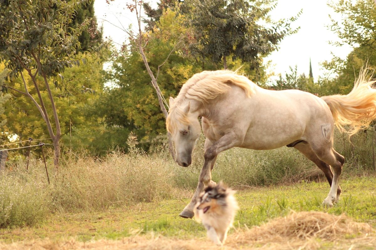 approbation étalon camargue