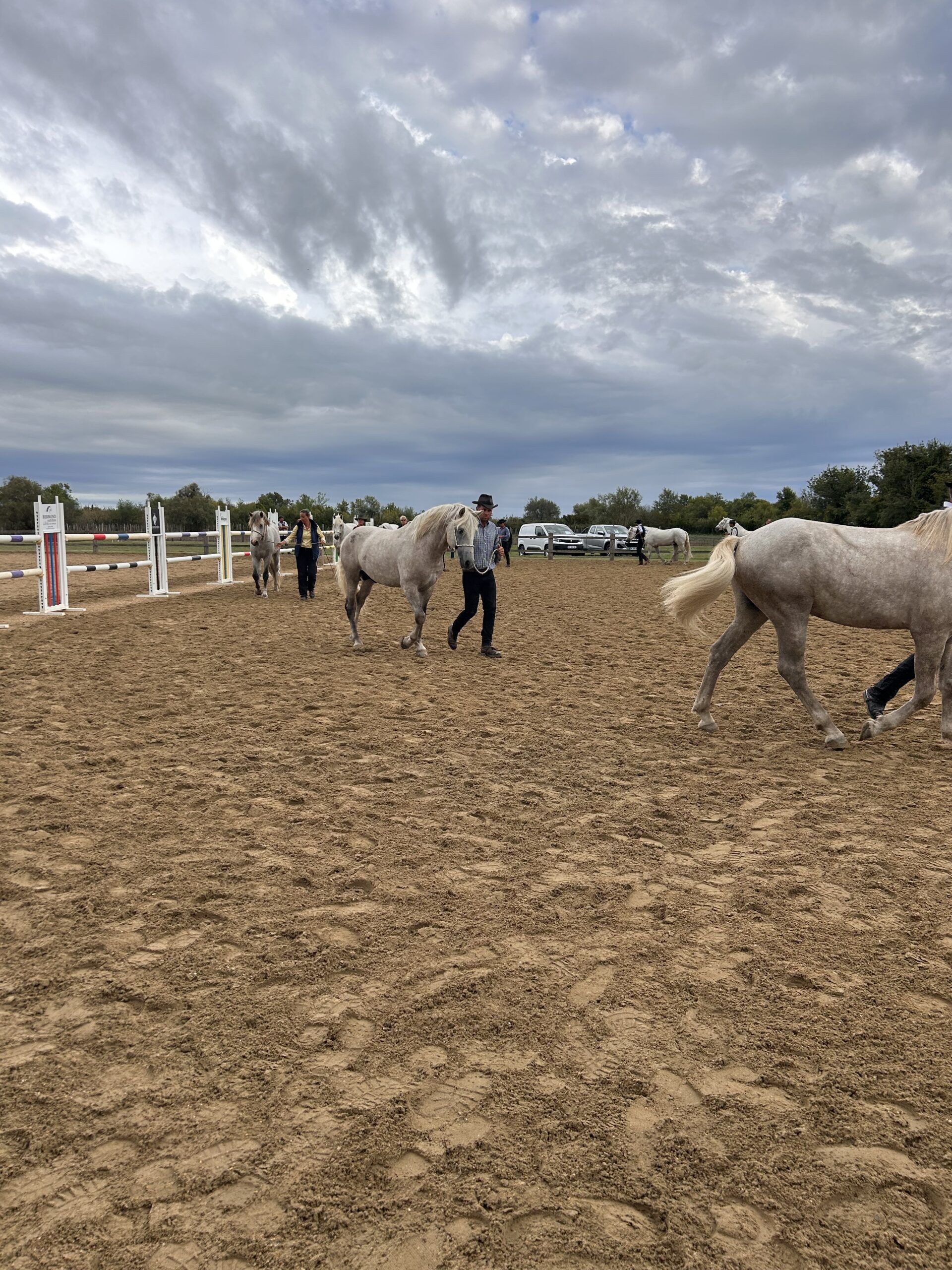 approbation étalon camargue