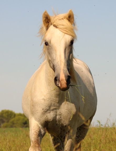 bouton acné bouton acné soin naturel au lait de jument