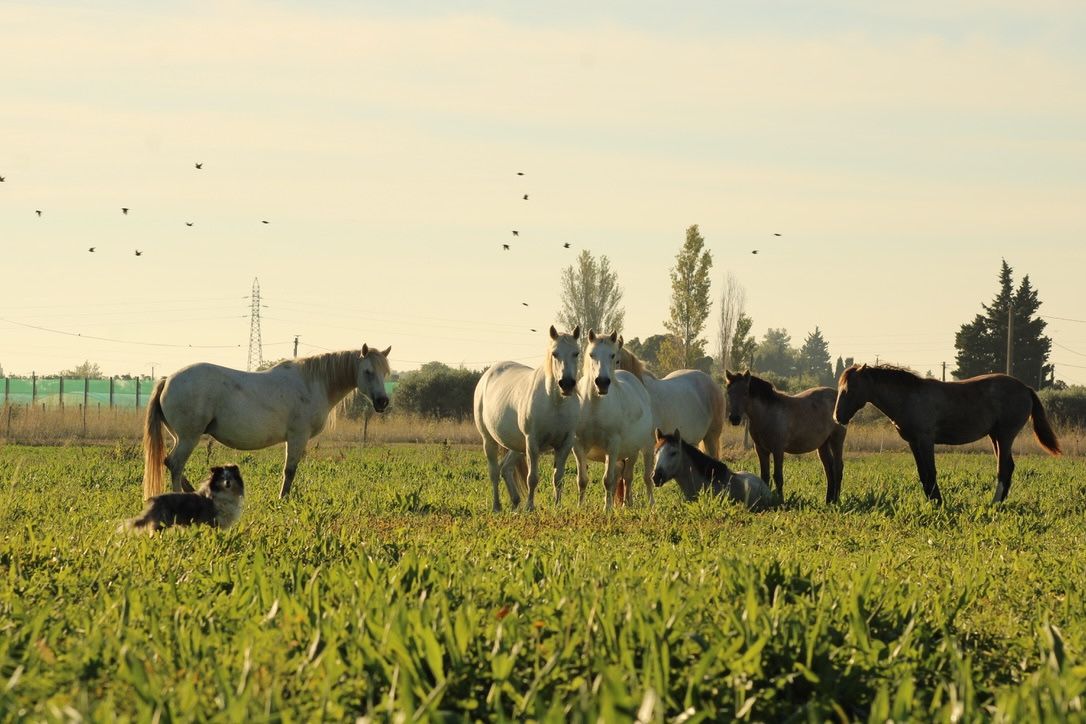 Le lait de jument, un trésor de la nature en Camargue