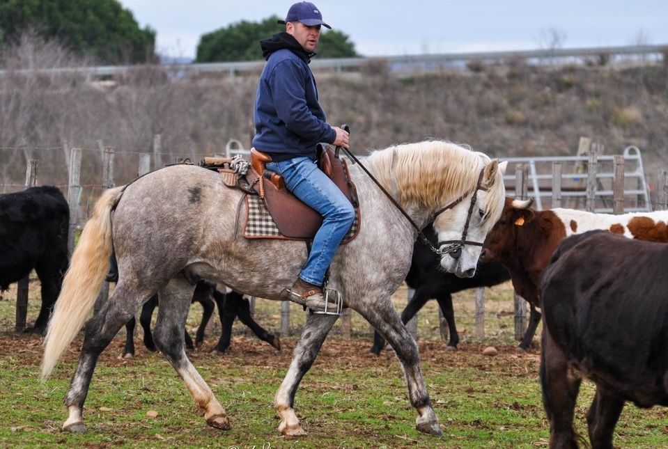 milk des prairies étalon