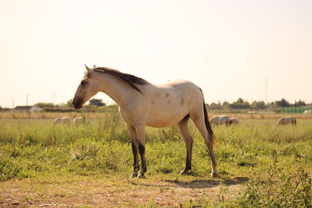 poupée des prairies