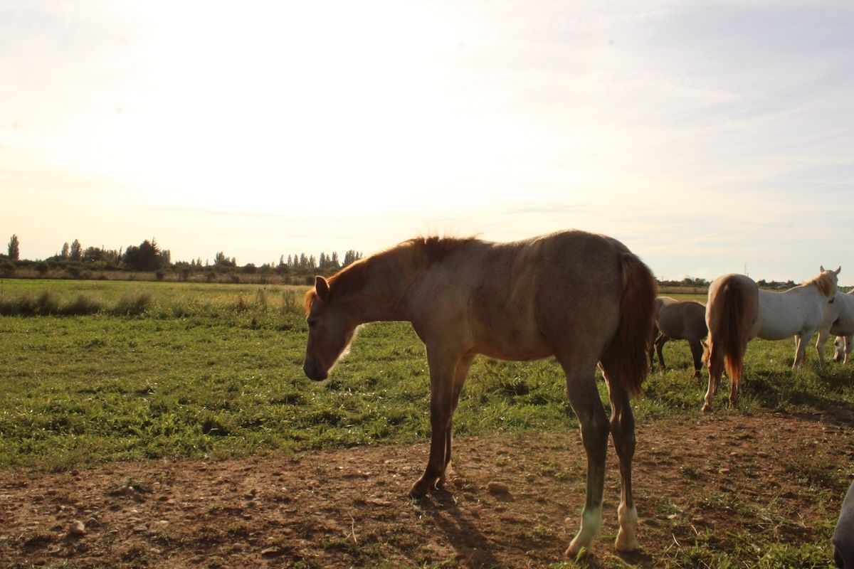 poupée des prairies