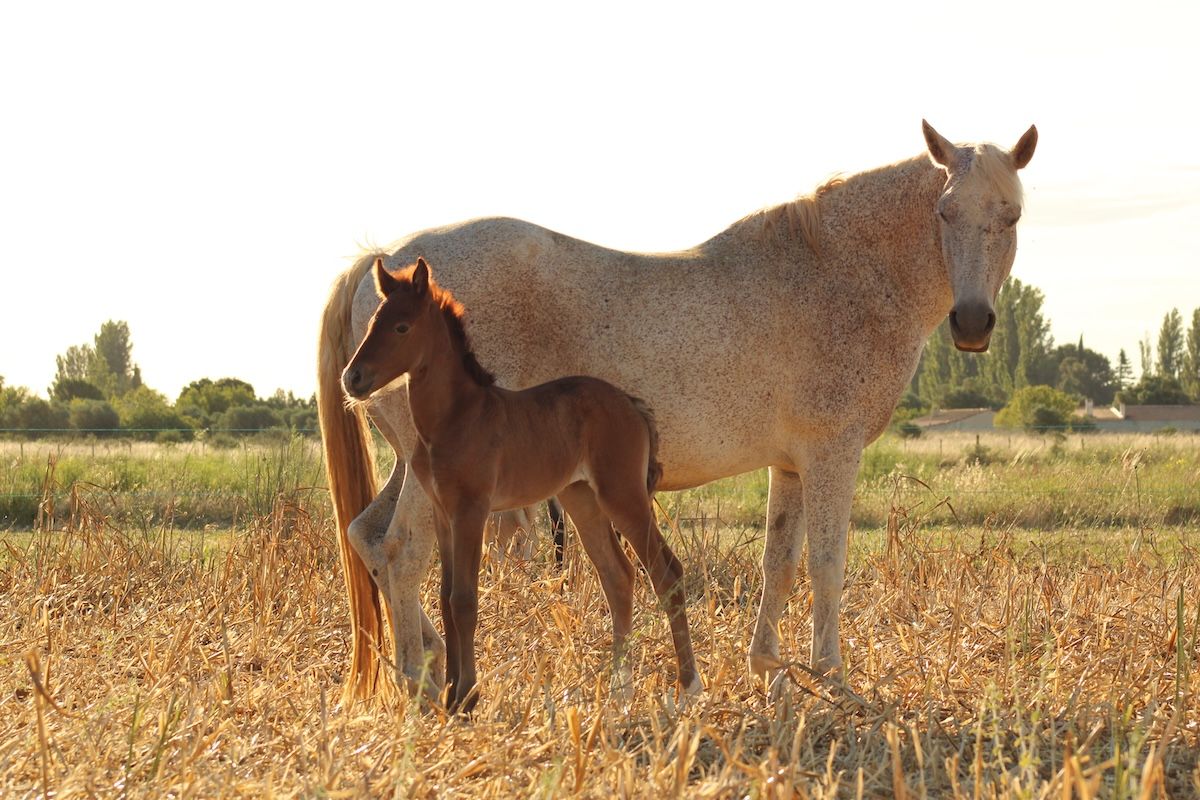 poulain camargue à vendre 1